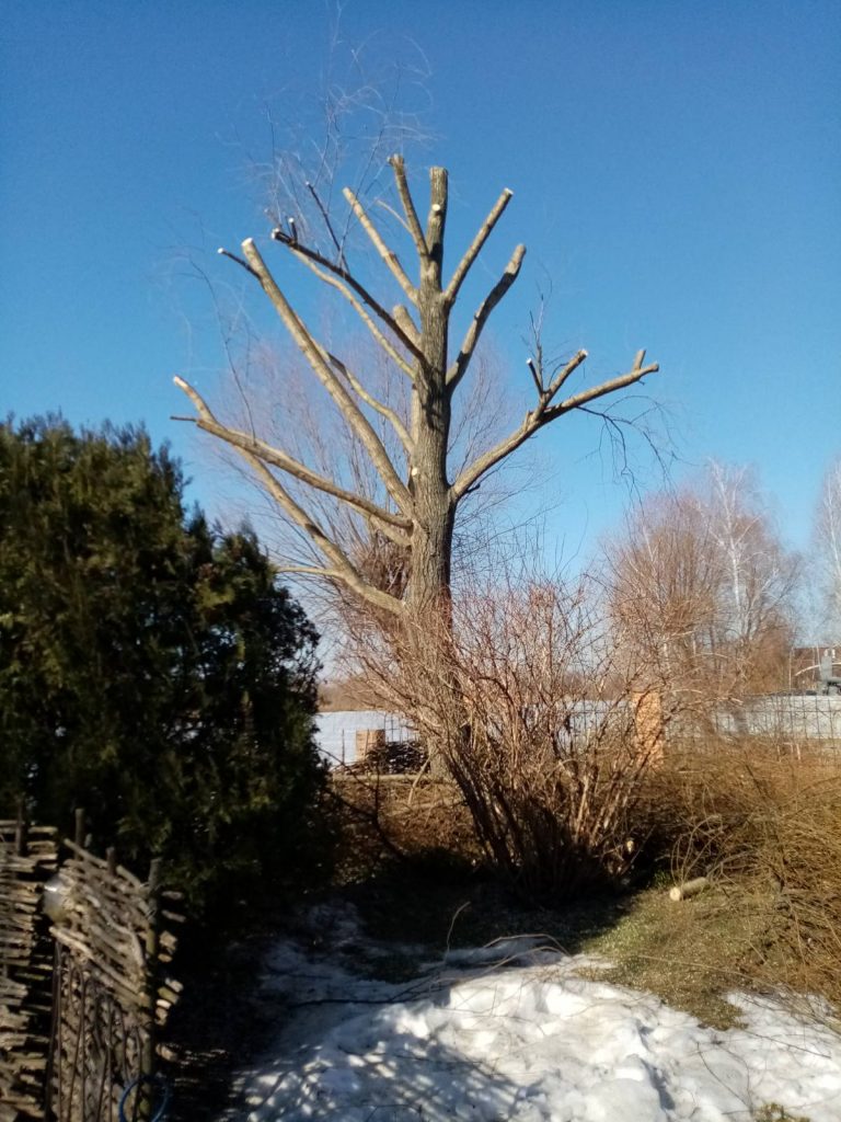 формування дерев